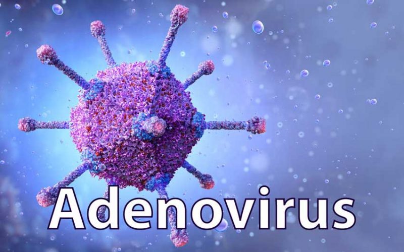 Adenovirus là bệnh truyền nhiễm nguy hiểm ở người và động vật 